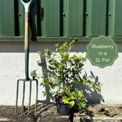 Goldtraube Blueberry Bush 5 Goldtraube Blueberry Bush -PlantHaven Store example blueberry 5520a38d 745c 483d ad03 3d74029dd453
