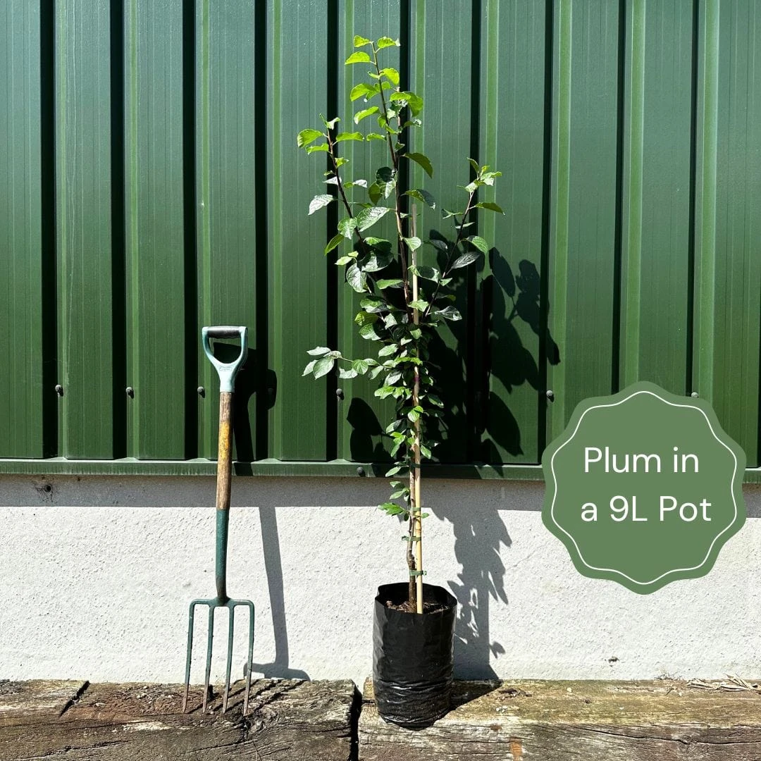 'Imperial Gage' Plum Tree 2 'Imperial Gage' Plum Tree - Image 2