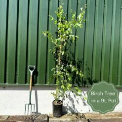 'Crimson Frost' Silver Birch Tree 5 'Crimson Frost' Silver Birch Tree -PlantHaven Store examplebirch