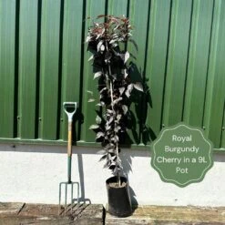 Purple Leaf Cherry Blossom Tree | Prunus Serrulata 'Royal Burgundy' 11 Purple Leaf Cherry Blossom Tree | Prunus Serrulata 'Royal Burgundy' -PlantHaven Store exampleroyalburgundy