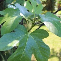 UK Hardy Fig Tree | 'Brown Turkey' 9 UK Hardy Fig Tree | 'Brown Turkey' -PlantHaven Store figleaves