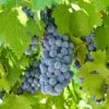 'Boskoop Glory' Seedless Outdoor Grape Vine