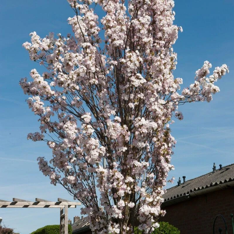 White Columnar Cherry Blossom Tree | Prunus 'Spire' 1 White Columnar Cherry Blossom Tree | Prunus 'Spire'