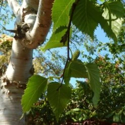 Himalayan Birch Tree | Betula Utilis Jacquemontii -PlantHaven Store himalayancatkin