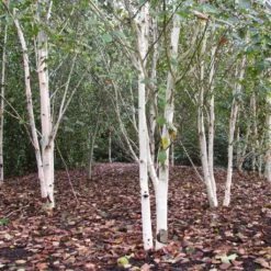 Himalayan Birch Tree | Betula Utilis Jacquemontii -PlantHaven Store himalayangroup