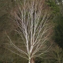 Himalayan Birch Tree | Betula Utilis Jacquemontii -PlantHaven Store himalayanwinter