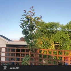 Japanese Cherry Blossom Tree | Prunus Serrulata 'Kanzan' 19 Japanese Cherry Blossom Tree | Prunus Serrulata 'Kanzan' -PlantHaven Store japanese cherry blossom