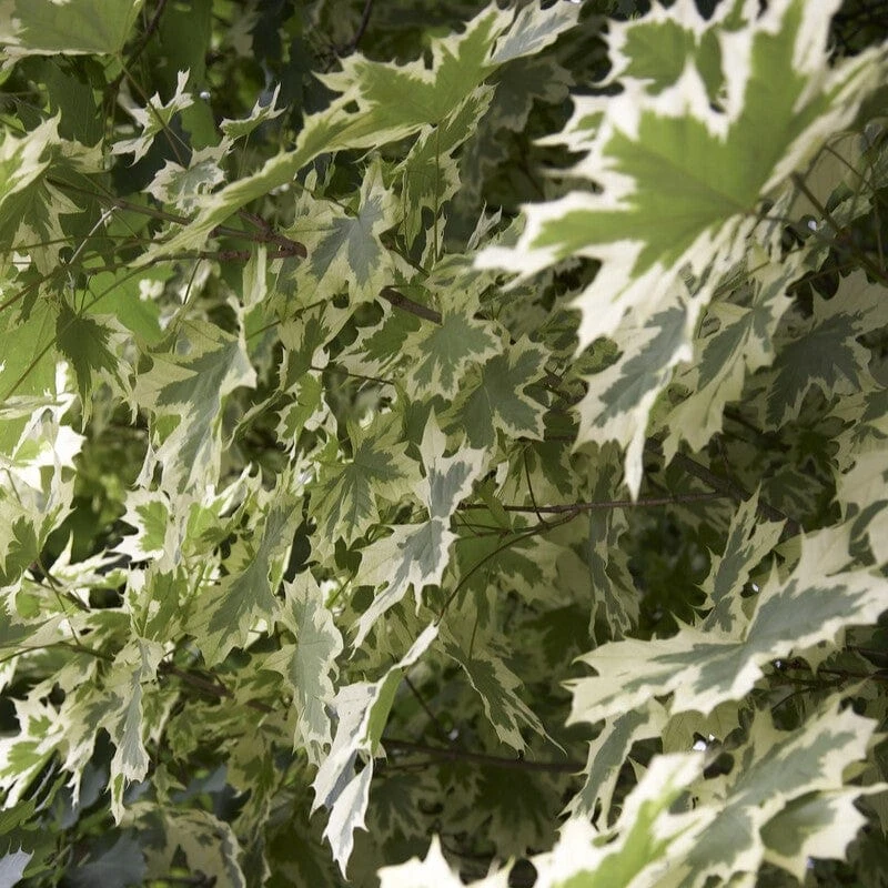 Variegated Norway Maple Tree | Acer Platanoides 'Drummondii' 2 Variegated Norway Maple Tree | Acer Platanoides 'Drummondii' - Image 2