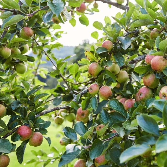 'Kidd's Orange Pippin' Apple Tree 3 'Kidd's Orange Pippin' Apple Tree - Image 3