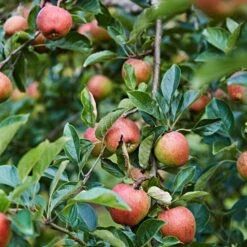 'Kidd's Orange Pippin' Apple Tree 9 'Kidd's Orange Pippin' Apple Tree -PlantHaven Store kiddsorange 3