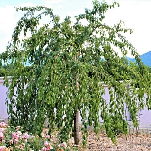Cheal's Weeping Cherry Blossom Tree | Prunus Kiku Shidare Zakura 2 Cheal's Weeping Cherry Blossom Tree | Prunus Kiku Shidare Zakura - Image 2