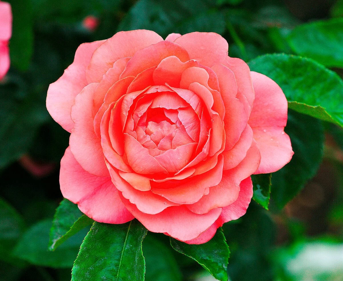 'Castle Avila' Patio Shrub Rose 2 'Castle Avila' Patio Shrub Rose - Image 2