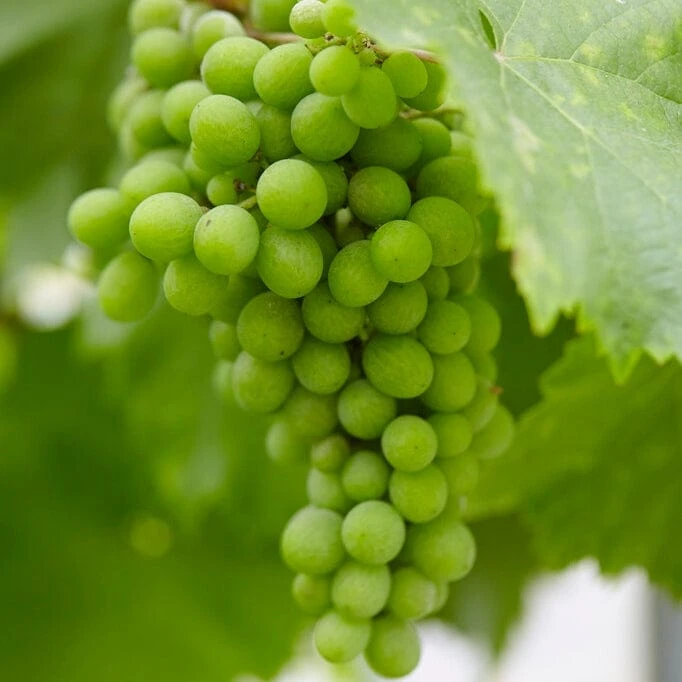 'Lakemont' Seedless Outdoor Grape Vine 2 'Lakemont' Seedless Outdoor Grape Vine - Image 2