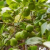 Lime Tree | Lime Of Tahiti | Grafted Mini-Stem