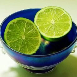 Lime Tree | Lime Of Tahiti | Grafted Mini-Stem 7 Lime Tree | Lime Of Tahiti | Grafted Mini-Stem -PlantHaven Store limetree4