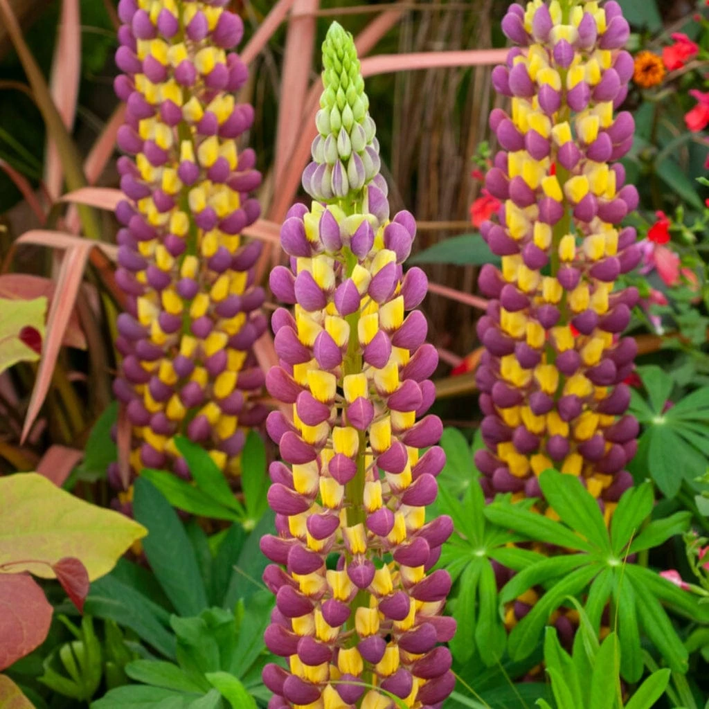 Lupin West Country Manhattan Lights 3 Lupin West Country Manhattan Lights - Image 3