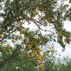 Mirabelle De Nancy Plum Tree 11 Mirabelle De Nancy Plum Tree -PlantHaven Store mirabelle de nancy trees