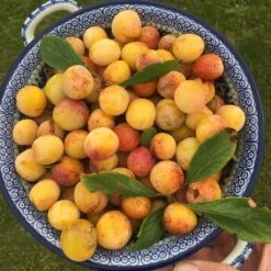 Mirabelle De Nancy Plum Tree 15 Mirabelle De Nancy Plum Tree -PlantHaven Store mirabelledenancy