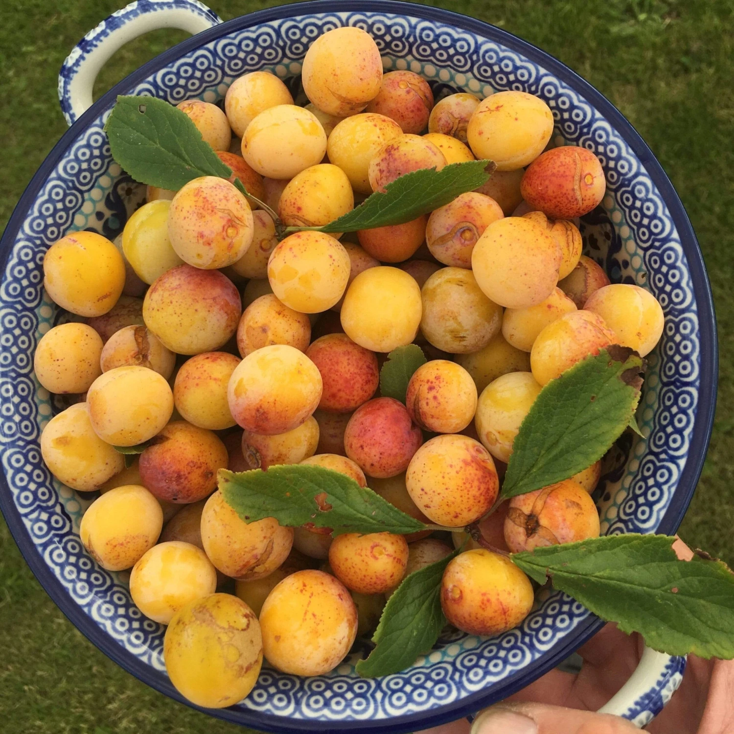 Mirabelle De Nancy Plum Tree 7 Mirabelle De Nancy Plum Tree - Image 7