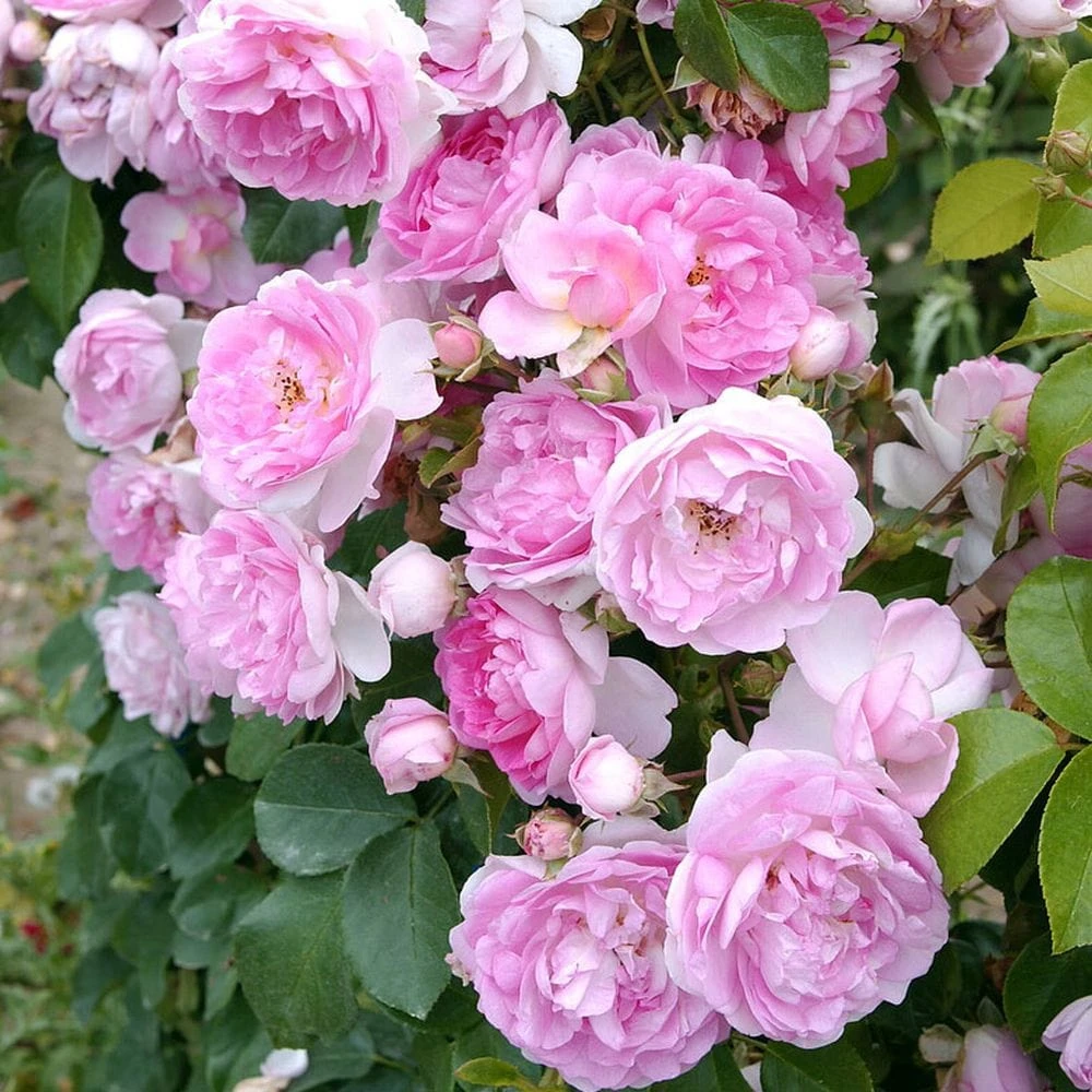 'Jasmina' Climbing Rose 2 'Jasmina' Climbing Rose - Image 2