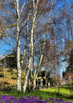 Silver Birch Tree | Betula Pendula -PlantHaven Store new silver birch2