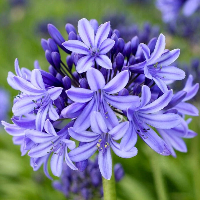 Agapanthus 'Pretty Heidy' | 7.5L 1 Agapanthus 'Pretty Heidy' | 7.5L