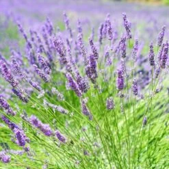English Lavender | Lavandula Angustifolia 5 English Lavender | Lavandula Angustifolia -PlantHaven Store oldenglish2