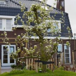 Conference Pear Tree 12 Conference Pear Tree -PlantHaven Store pear add1 5012c709 f2ae 4948 a0f1 3ab9e51cd759