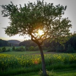 Williams Bon Chrétien Pear Tree 12 Williams Bon Chrétien Pear Tree -PlantHaven Store peartree
