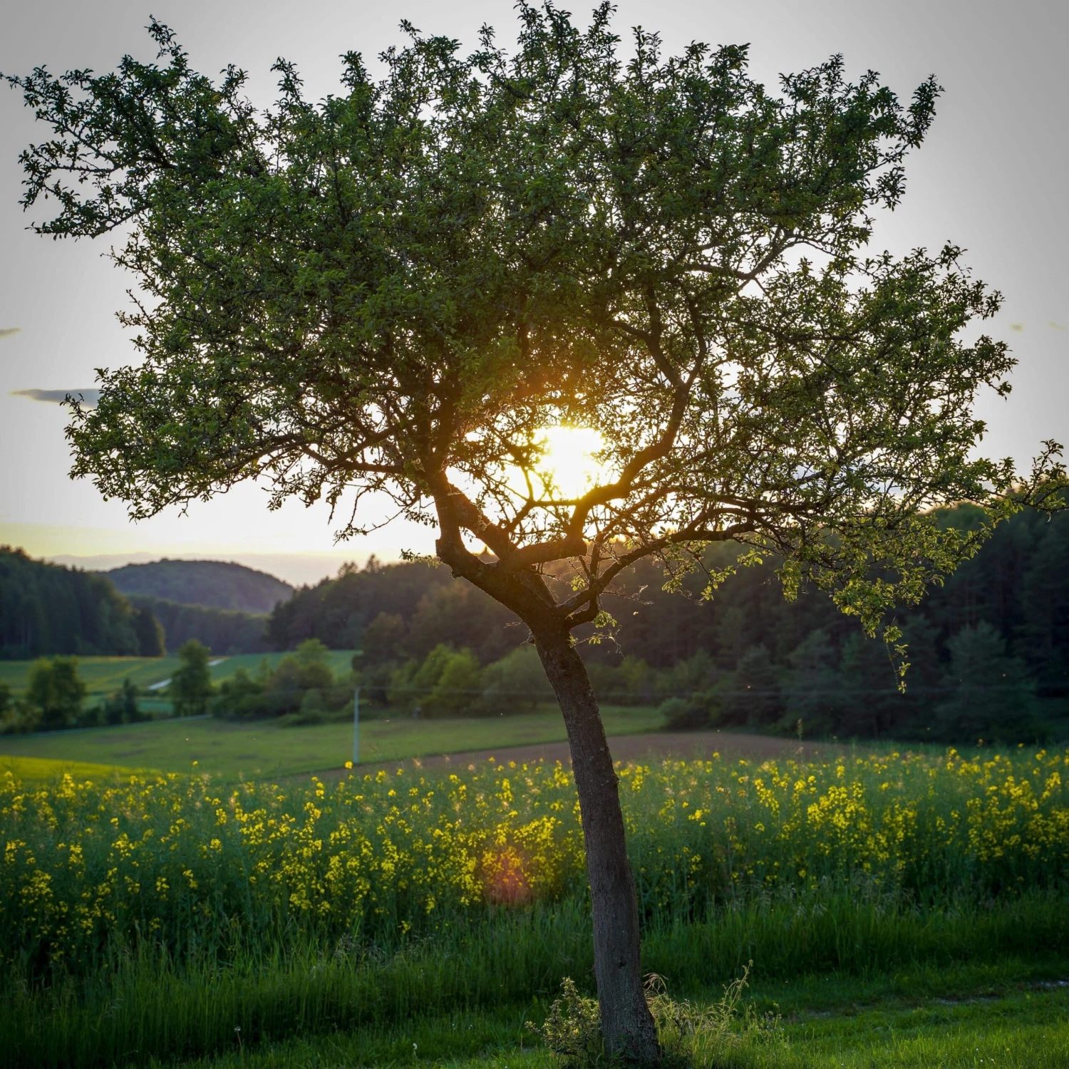 Williams Bon Chrétien Pear Tree 6 Williams Bon Chrétien Pear Tree - Image 6