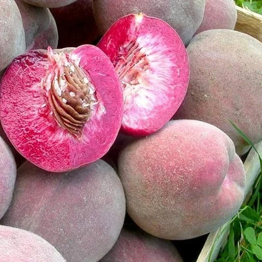 'Peche De Vigne' Bloody Peach Tree 2 'Peche De Vigne' Bloody Peach Tree - Image 2