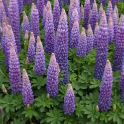 Front Page 25 Front Page -PlantHaven Store persianslipper 4