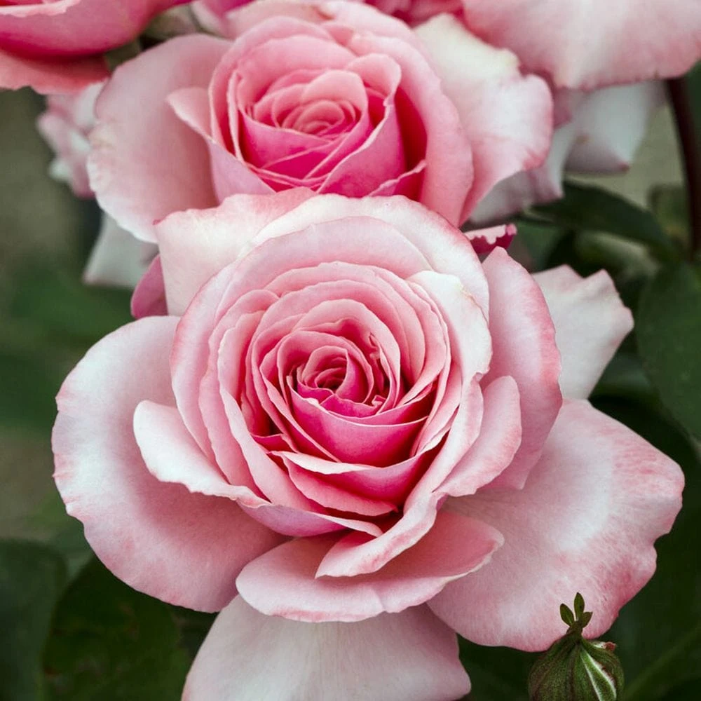 'Sexy Rexy' Floribunda Rose 2 'Sexy Rexy' Floribunda Rose - Image 2