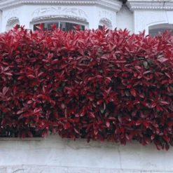 Photinia 'Red Robin' 18 Photinia 'Red Robin' -PlantHaven Store photinia