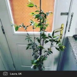 Pink Winter Flowering Cherry Tree | Prunus X Subhirtella 'Autumnalis Rosea' 8 Pink Winter Flowering Cherry Tree | Prunus X Subhirtella 'Autumnalis Rosea' -PlantHaven Store pink winter flower