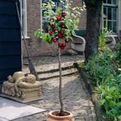Victoria Plum Tree 12 Victoria Plum Tree -PlantHaven Store plumtreepotted