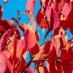 Sargent's Cherry Blossom Tree | Prunus Sargentii 12 Sargent's Cherry Blossom Tree | Prunus Sargentii -PlantHaven Store prunussargentiiautumn