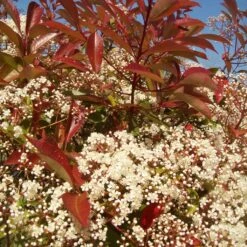 Photinia 'Red Robin' 15 Photinia 'Red Robin' -PlantHaven Store redrobin3