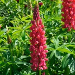 Lupin West Country Red Rum 5 Lupin West Country Red Rum -PlantHaven Store redrum 1