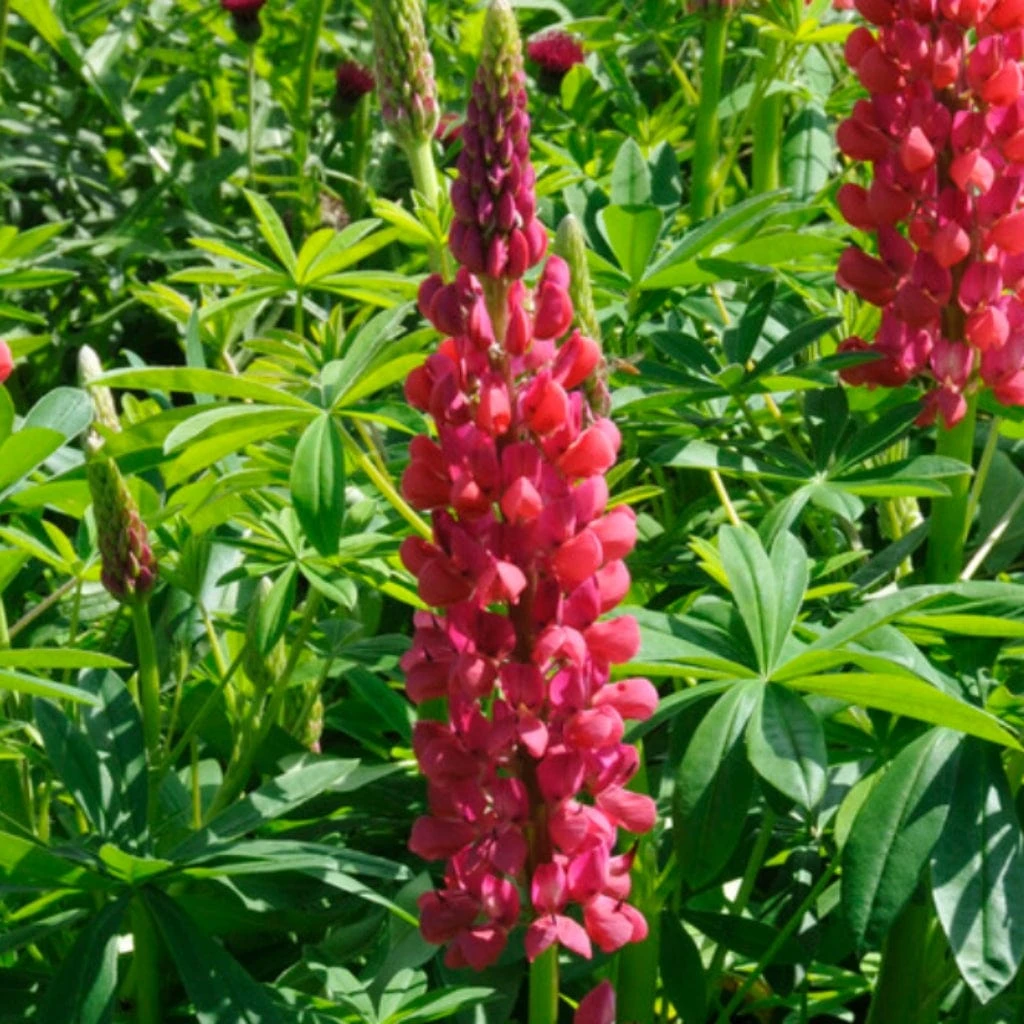 Lupin West Country Red Rum 3 Lupin West Country Red Rum - Image 3