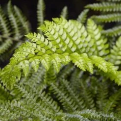 Tassel Fern | Polystichum Polyblepharum 7 Tassel Fern | Polystichum Polyblepharum -PlantHaven Store rera04496v2