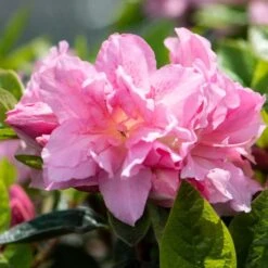 Best Flowering Shrubs 9 Best Flowering Shrubs -PlantHaven Store rhodo2