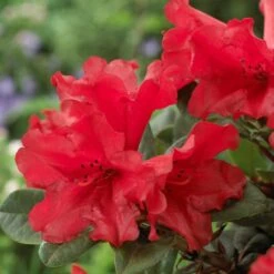 Best Shrubs For Shade 11 Best Shrubs For Shade -PlantHaven Store rhodo de806ad1 c6ba 4cd2 9c93 a143f6486098