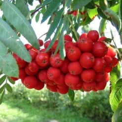 Multi-Stem Mountain Ash Rowan Tree | Sorbus Aucuparia 9 Multi-Stem Mountain Ash Rowan Tree | Sorbus Aucuparia -PlantHaven Store rowanmultistem 5