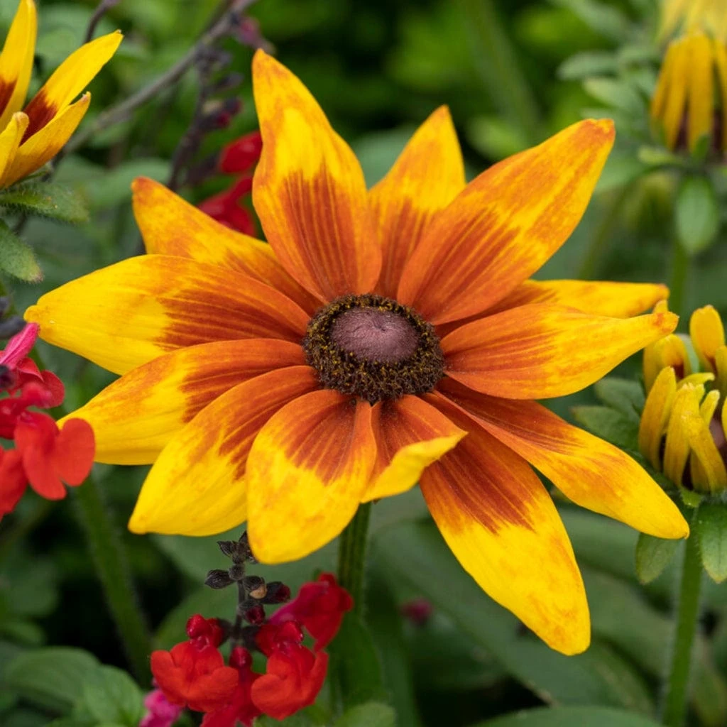 Rudbeckia 'Sunbeckia Mia' 1 Rudbeckia 'Sunbeckia Mia'