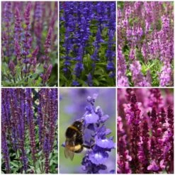 Spectacular Salvia Collection -PlantHaven Store salviacol 1