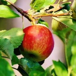 Best Apple Trees For Any Purpose | Growers' Choice -PlantHaven Store scrumptiousapple b3f96318 f1b6 418c 9d63 d2d1a806f6cb