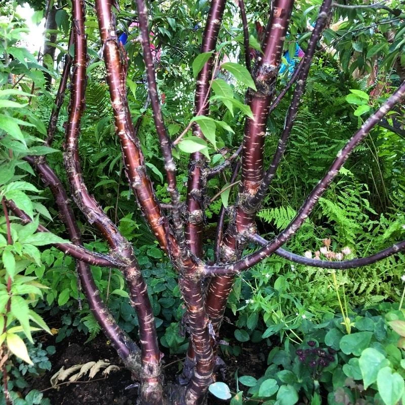 Multi Stem Tibetan Cherry Tree | Prunus Serrula 3 Multi Stem Tibetan Cherry Tree | Prunus Serrula - Image 3