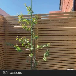 Silver Birch Tree | Betula Pendula -PlantHaven Store silver birch ugc