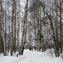 Silver Birch Tree | Betula Pendula -PlantHaven Store silverbirch3